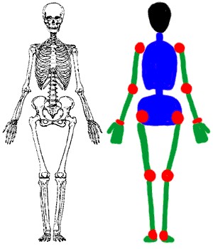 Скелет и схема 1