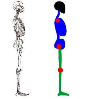Скелет и схема 2